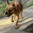 found dog in Austin, Texas
