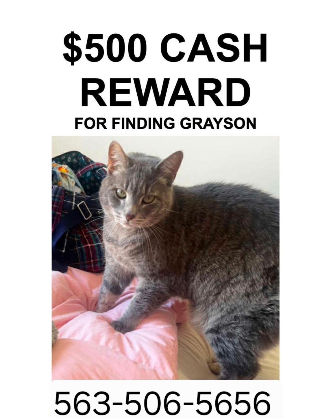 lost cat in Cedar Rapids, Iowa