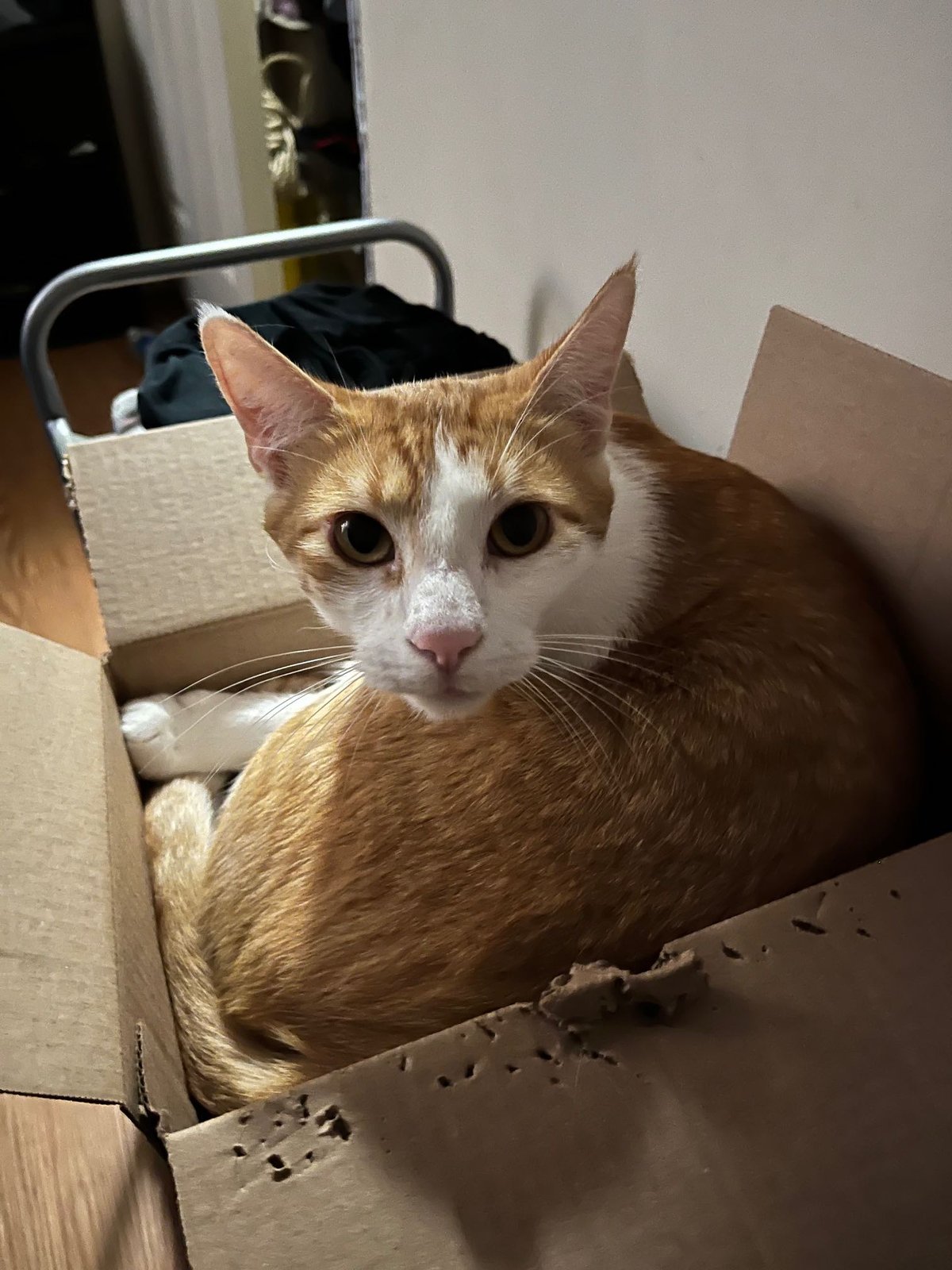Lost Cat in Phoenix, Arizona — listing photo