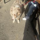 Lost Dog in Providence, Rhode Island — listing photo