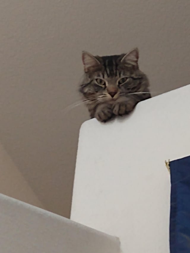 Found Pet in Las Vegas, Nevada — listing photo