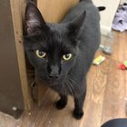 found cat in Wichita, Kansas