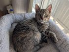 lost cat in Indianapolis, Indiana