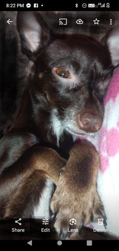 Lost Dog in Sparks, Nevada — listing photo
