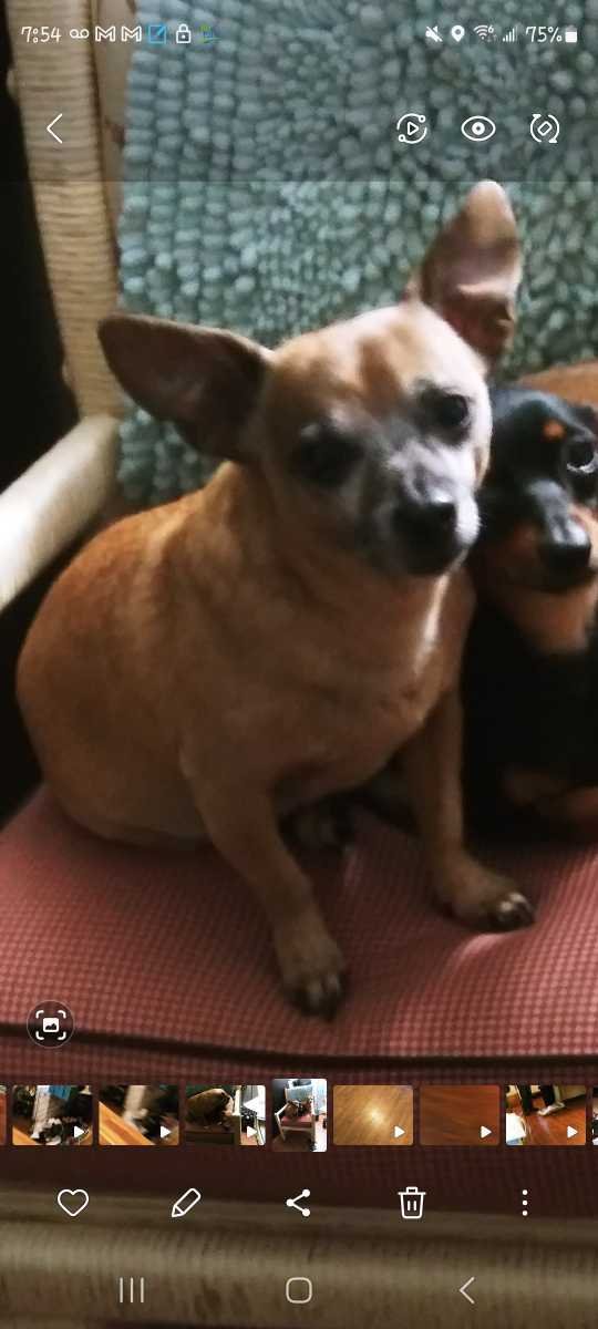 Lost Dog in Conroe, Texas — listing photo