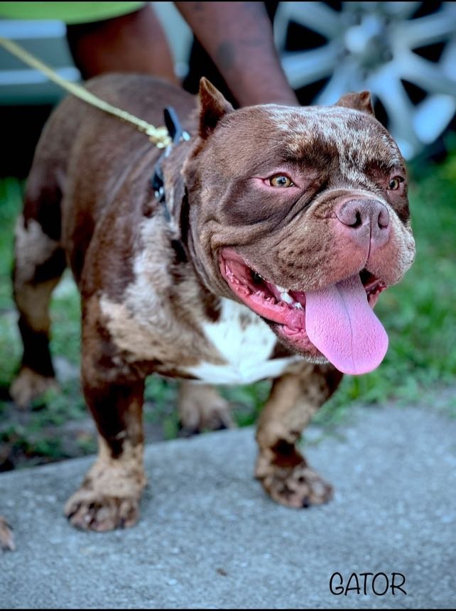 Lost Dog in Kissimmee, Florida — listing photo