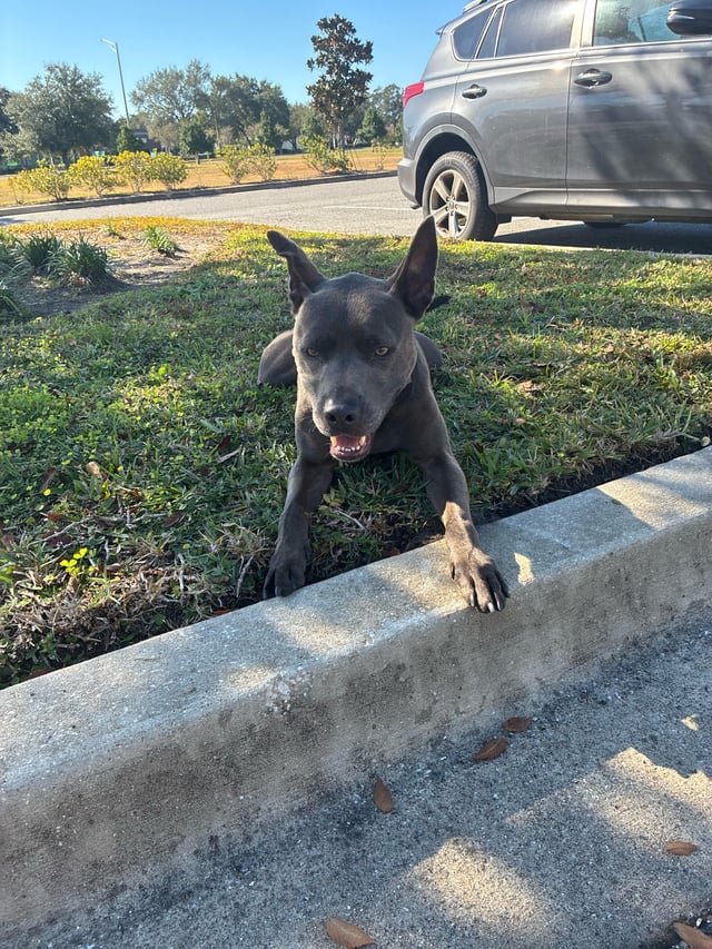Lost Dog in Jacksonville, Florida — listing photo
