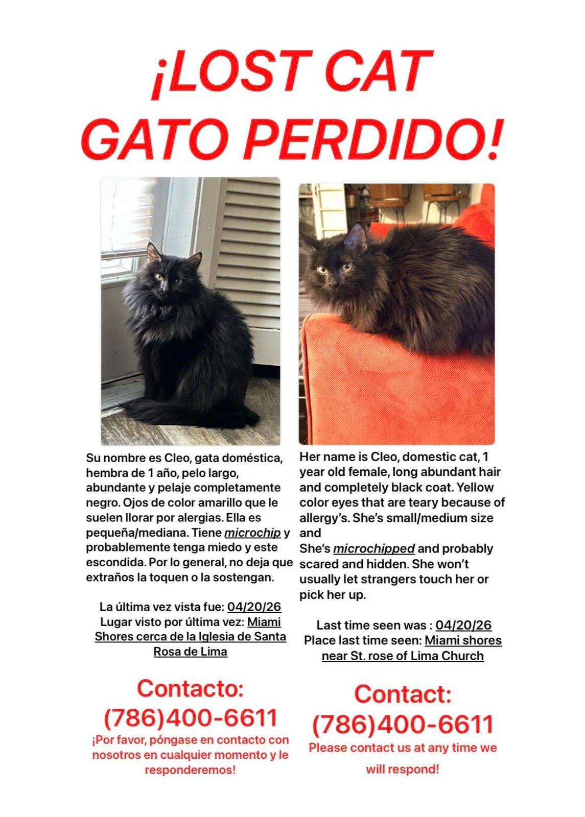 Lost Cat in Miami, Florida — listing photo