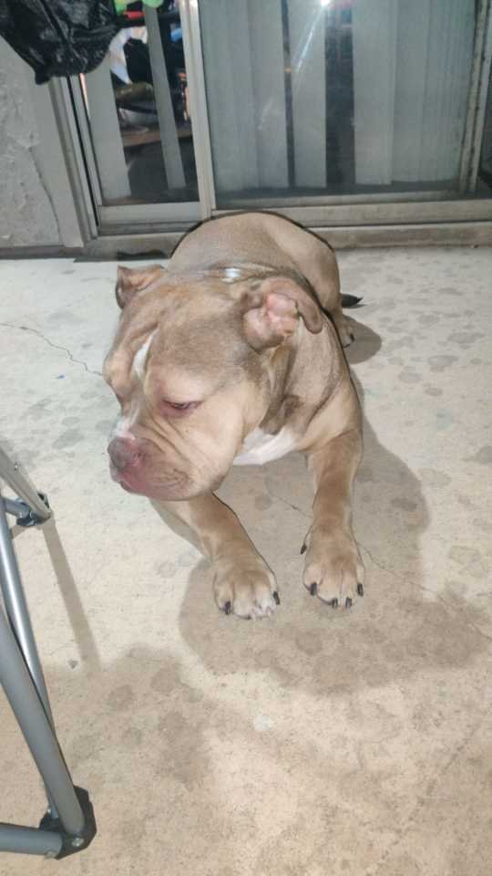Found Dog in Carrollton, Texas — listing photo