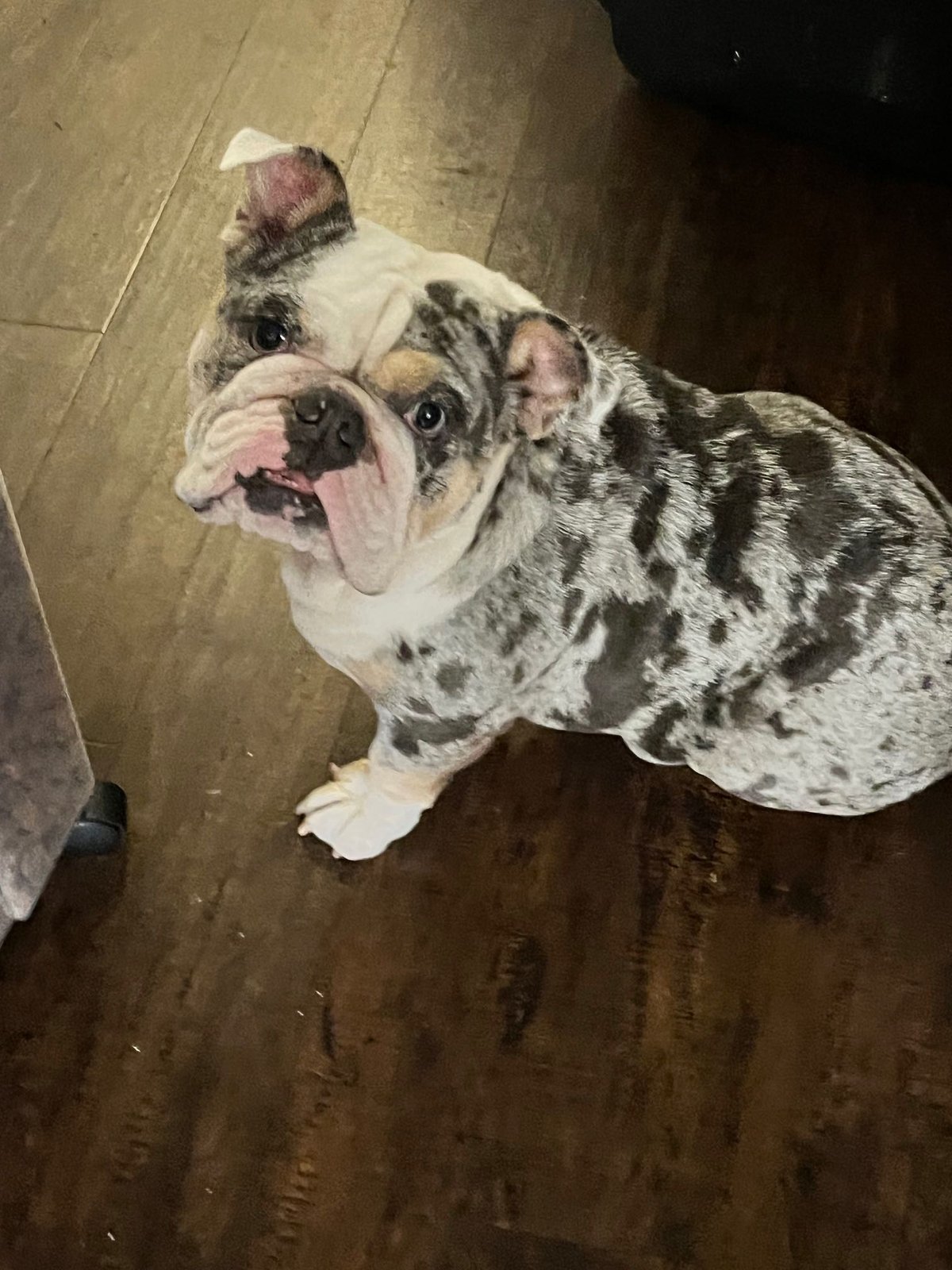 Lost Dog in San Antonio, Texas — listing photo