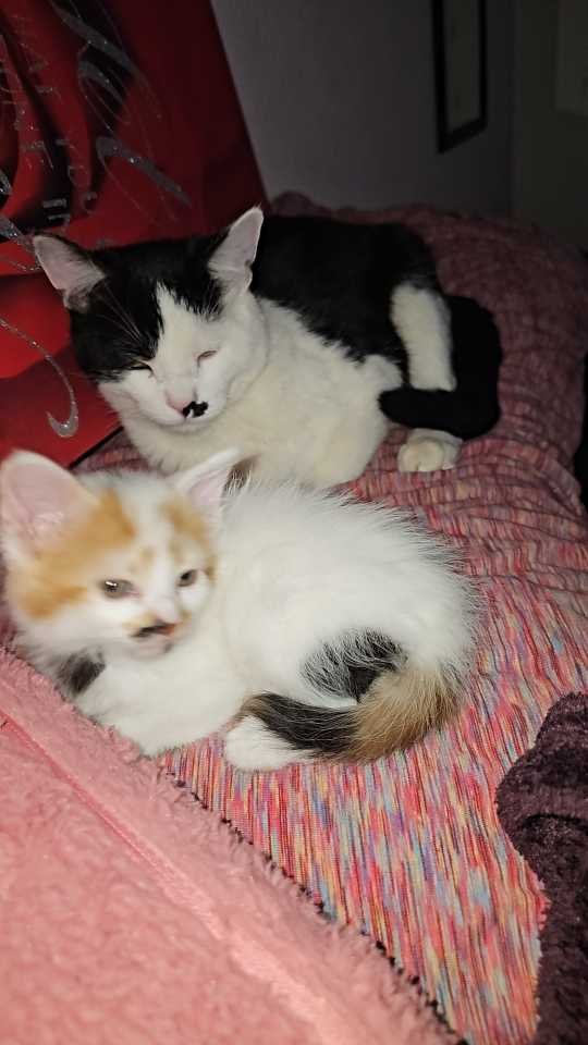 Lost Cat in Pueblo, Colorado — listing photo