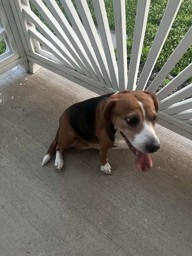 found dog in Kansas City, Missouri