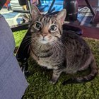Found Cat in Dallas, Texas — listing photo