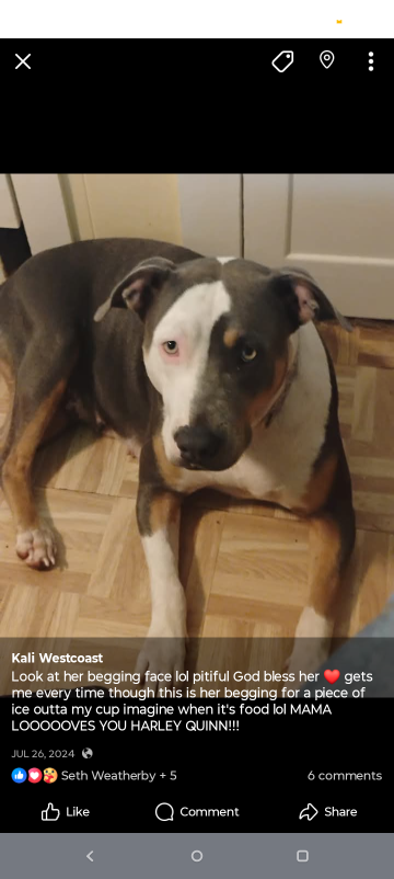 Lost Dog in mobile USA — listing photo