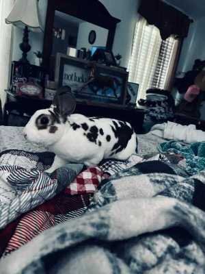 Lost Pet in La Marque — listing photo