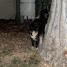Found Pet in Las Vegas, Nevada — listing photo