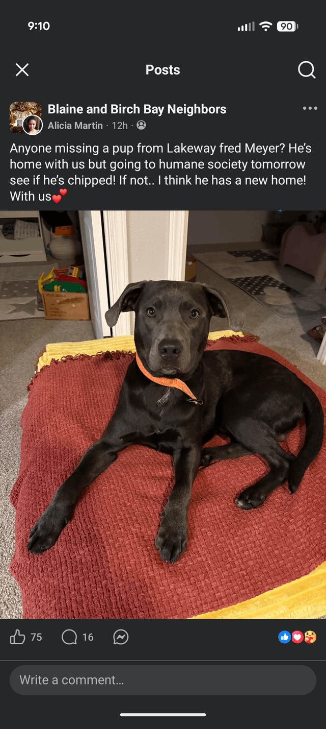 Lost Dog in Bellingham, Washington — Anyone missing their dog? Found at Lakeway Fred Meyer