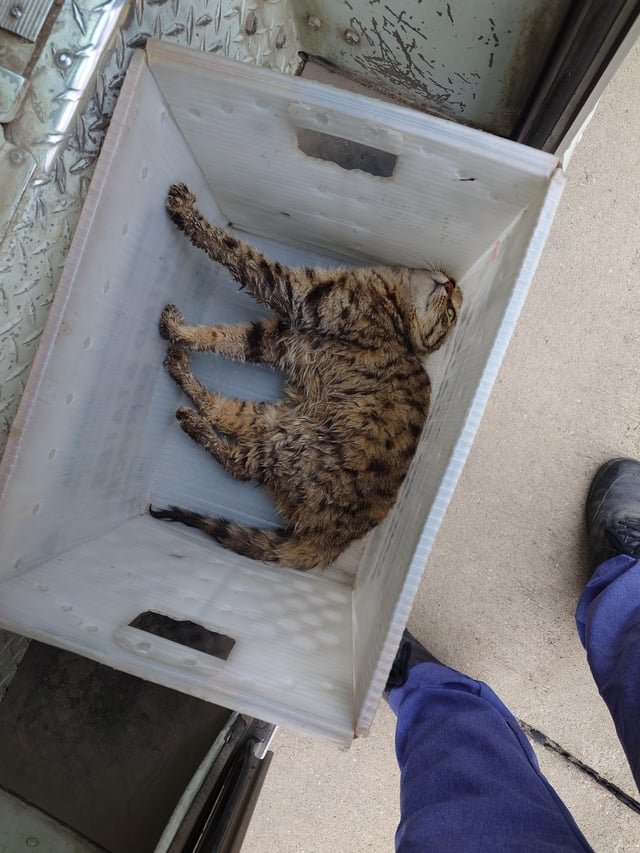 found cat in Wichita, Kansas