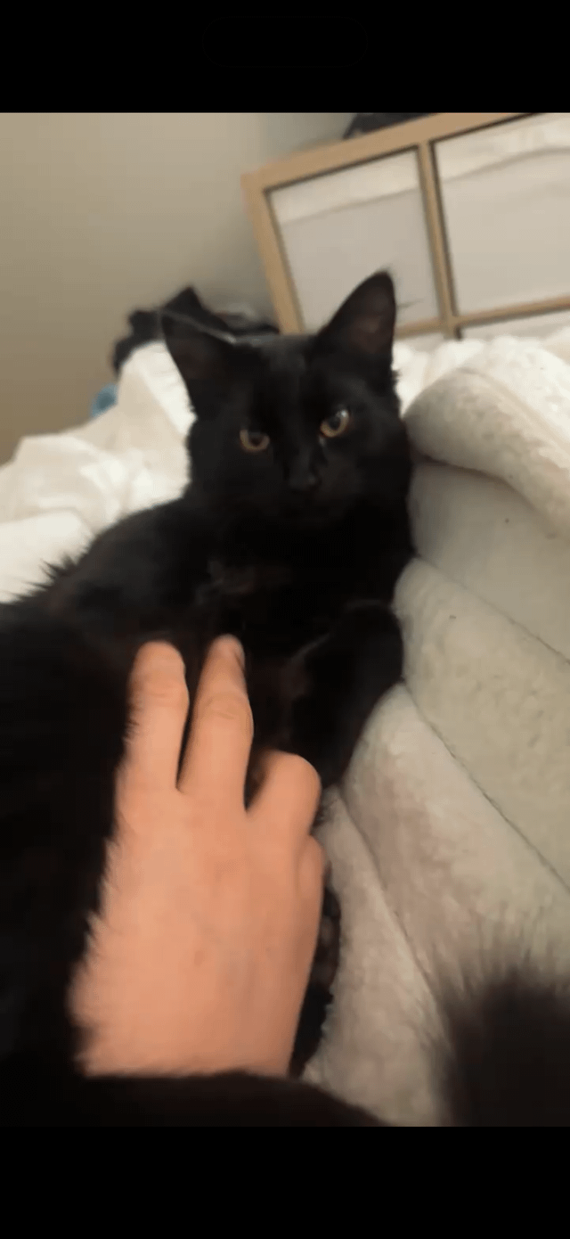 Lost Cat in Portland, Oregon — listing photo
