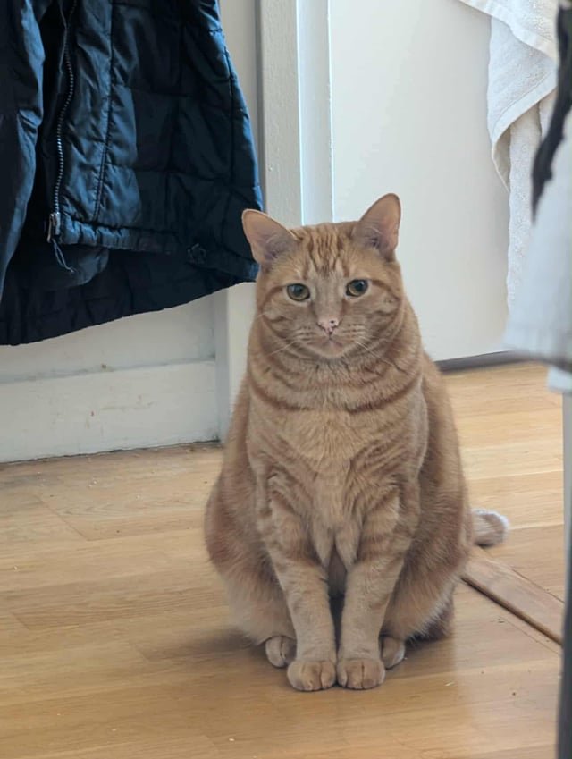 Lost Cat in New York, New York — listing photo