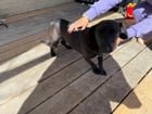 Found Dog in Wilson, North Carolina — listing photo