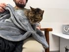 Lost Cat in Sacramento, California — listing photo