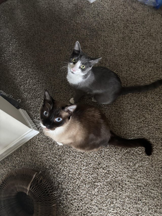 Found Cat in Dallas, Texas — Update: Found Siamese Cat