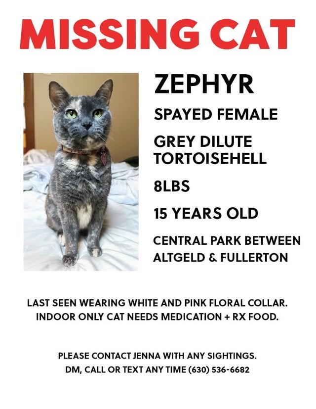 lost cat in Chicago, Illinois
