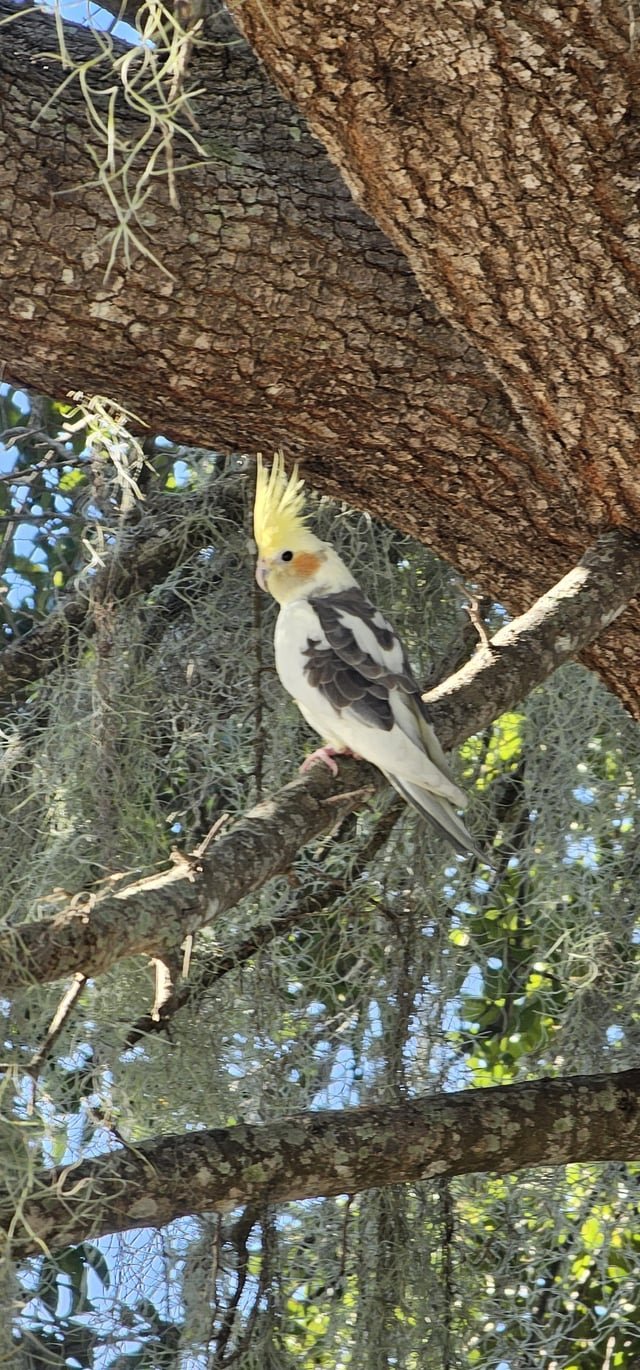 Lost Pet in Highland, California — listing photo