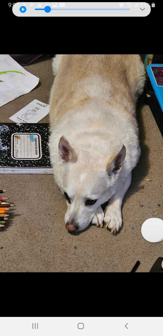 Lost Dog in Denver, Colorado — listing photo