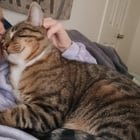 Lost Cat in Oklahoma City, Oklahoma — My cat escaped