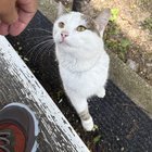 found cat in Boston, Massachusetts