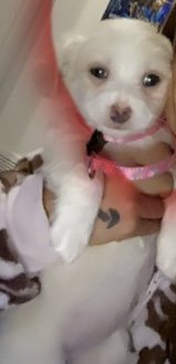 Lost Dog in Commerce City, Colorado — listing photo