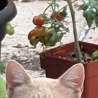 Found Cat in Milwaukee, Wisconsin — listing photo