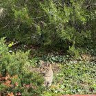 Lost Cat in Baltimore, Maryland — Is this your cat?