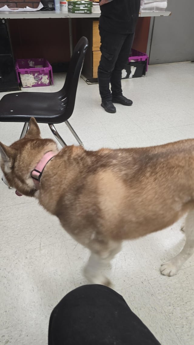 Lost Pet in Buffalo, New York — listing photo
