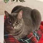 Pet alert in Sacramento, California — Need help urgently rehoming cat