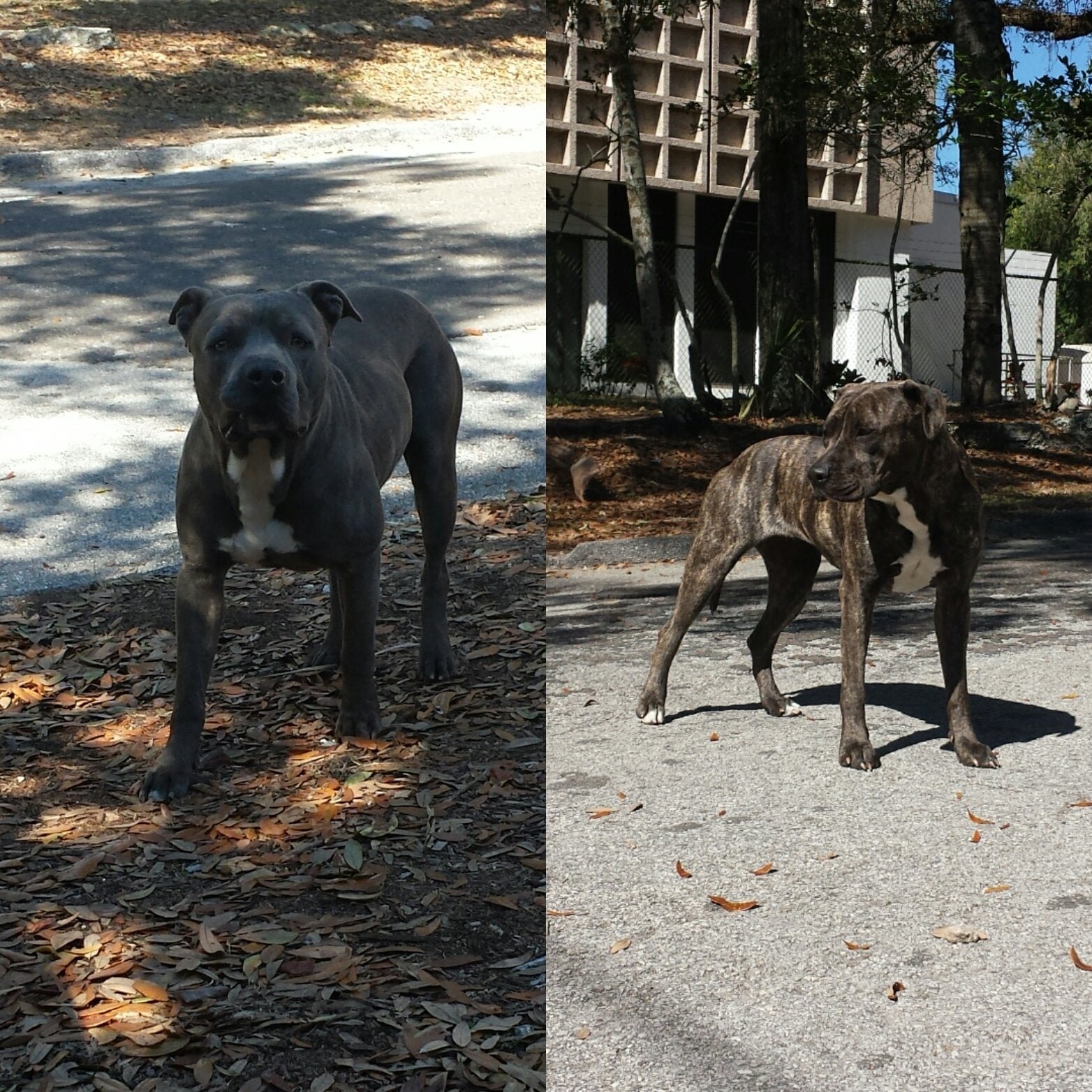 Found Pet in Tampa, Florida — Two pit bull terriers found in Sulphur Springs.