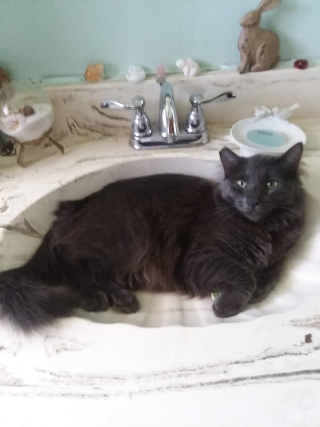 Lost Cat in El Paso, Texas — listing photo