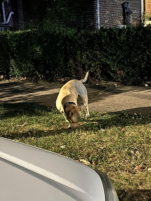 found dog in Chicago, Illinois