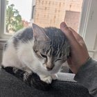 lost cat in San Francisco, California
