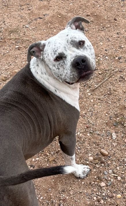 Lost Dog in Veguita — listing photo