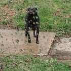 Lost Dog in Baltimore, Maryland — listing photo