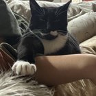 Lost Dog in Sacramento, California — listing photo
