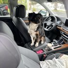 Lost Dog in Los Angeles, California — Dog Found!! Crenshaw Mall / Leimert Park area