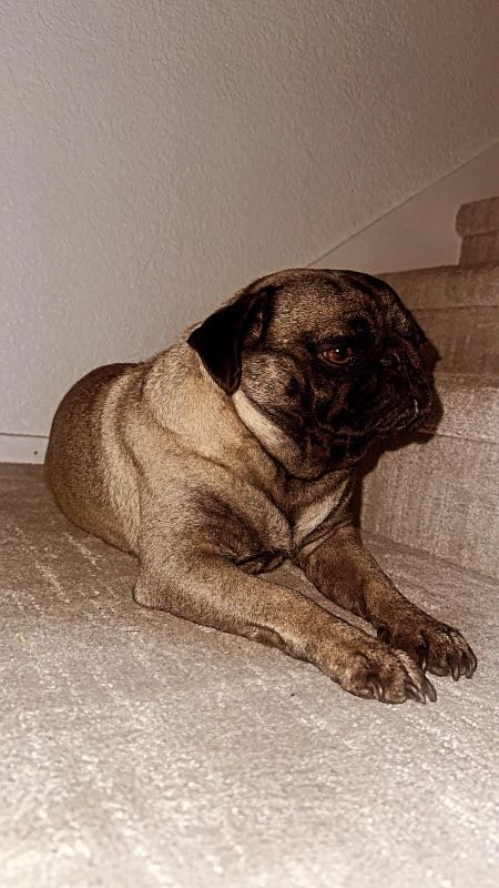 Lost Dog in North Highlands — listing photo