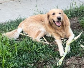 Lost Dog in Pomona, California — listing photo