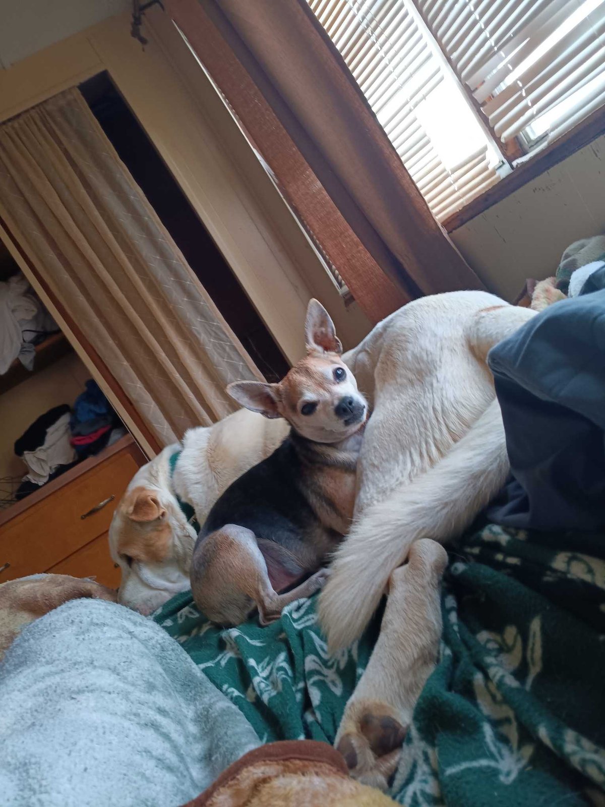 Lost Dog in Mosheim — listing photo