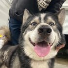 found dog in Austin, Texas