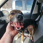 Lost Dog in Dallas, Texas — 10/26/25 Lost Dog found in Prosper